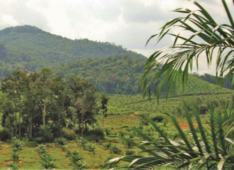 Jurisdictional Approaches to Reducing Palm Oil Driven Deforestation in Indonesia