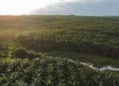 Cargill takes steps to meet growing demand for sustainable palm oi