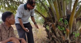 Oil palm smallholder survey & capacity building