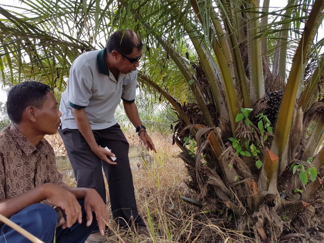 Oil palm smallholder survey & capacity building