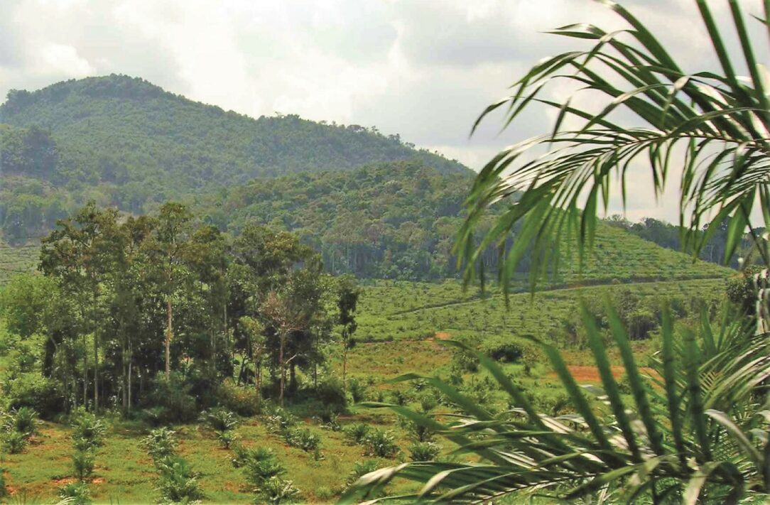 Jurisdictional Approaches to Reducing Palm Oil Driven Deforestation in Indonesia