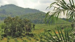 Jurisdictional Approaches to Reducing Palm Oil Driven Deforestation in Indonesia