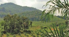 Jurisdictional Approaches to Reducing Palm Oil Driven Deforestation in Indonesia