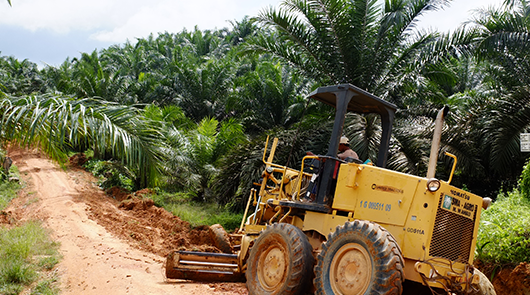 Challenges and opportunities in Indonesia’s legal framework for achieving zero deforestation in the palm oil sector